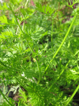 Preview: Daucus carota 2
